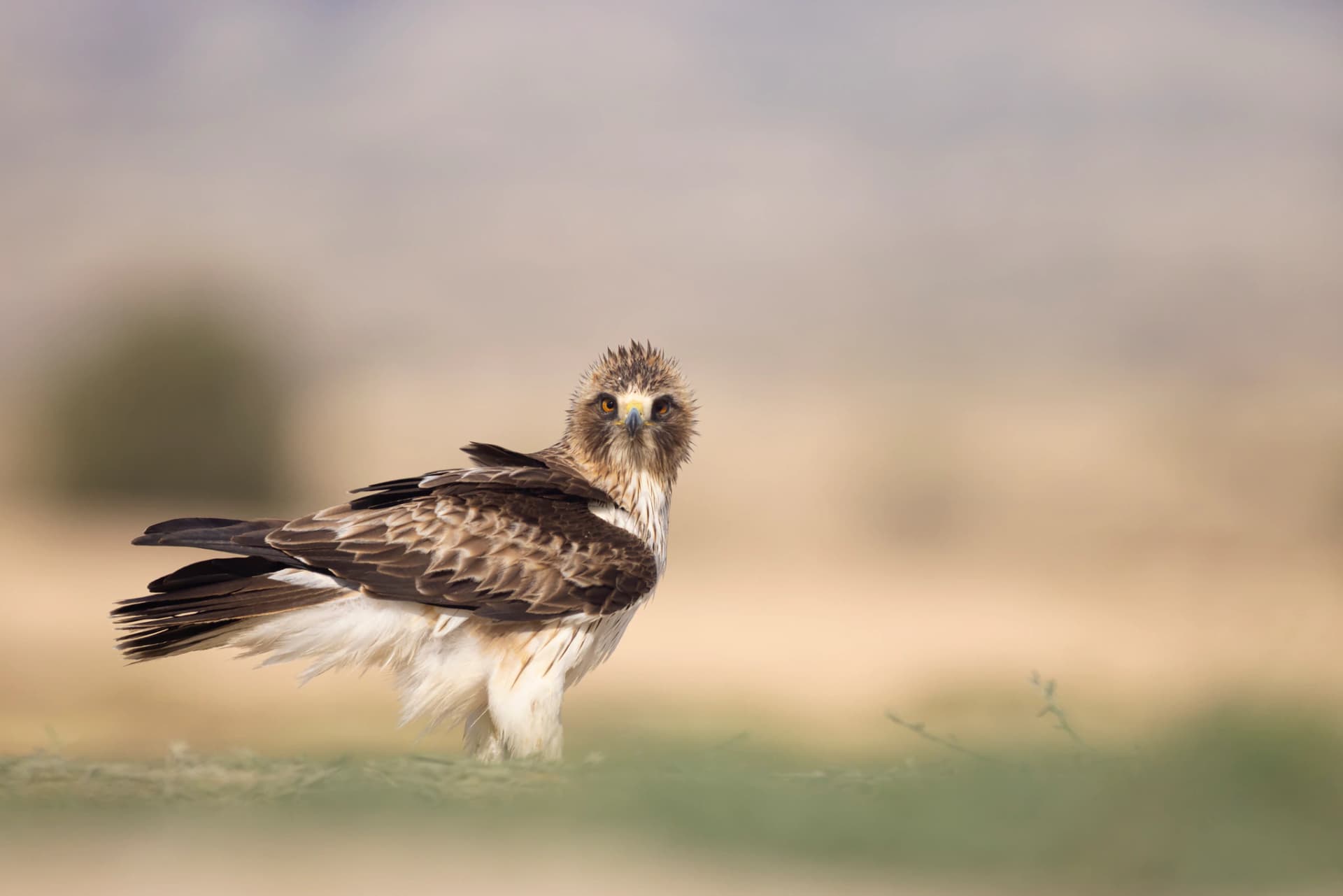 Águila calzada entre desenfoques con tonos esteparios durante un atardecer en Monegros