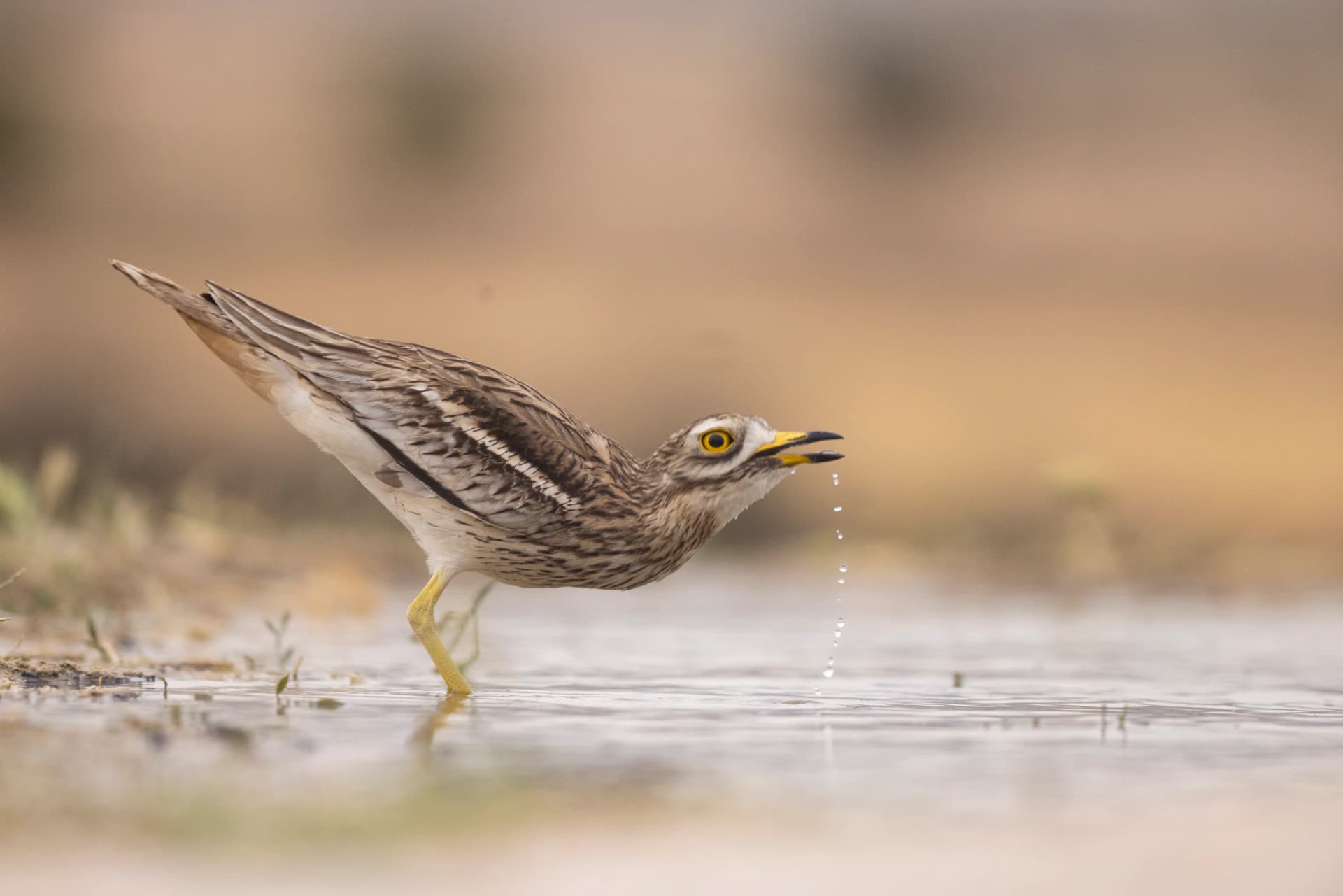Alcaraván durante el atardecer saciando su sed en una charca monegrina.