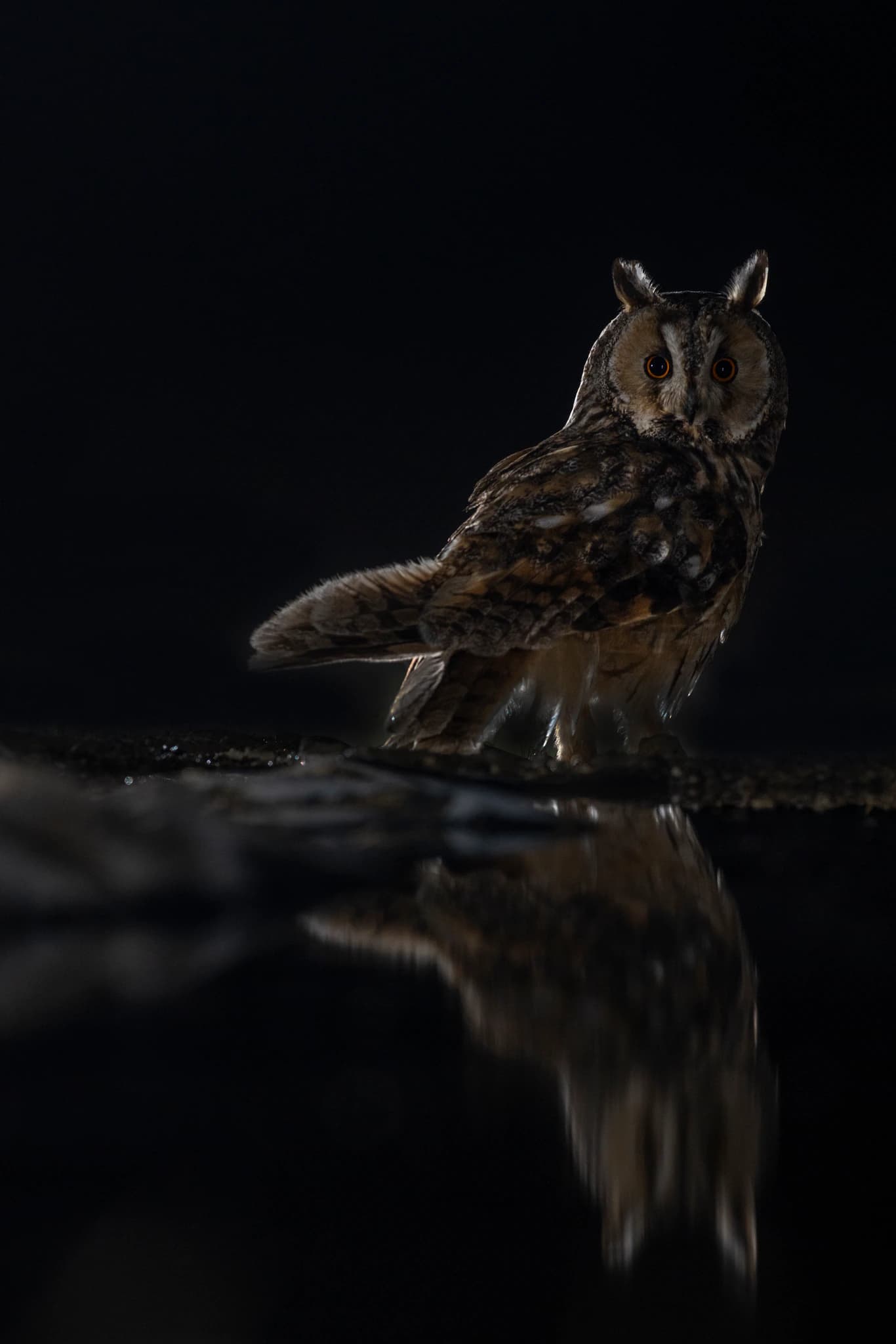 Búho chico y su reflejo durante la noche en una charca en Los Monegros