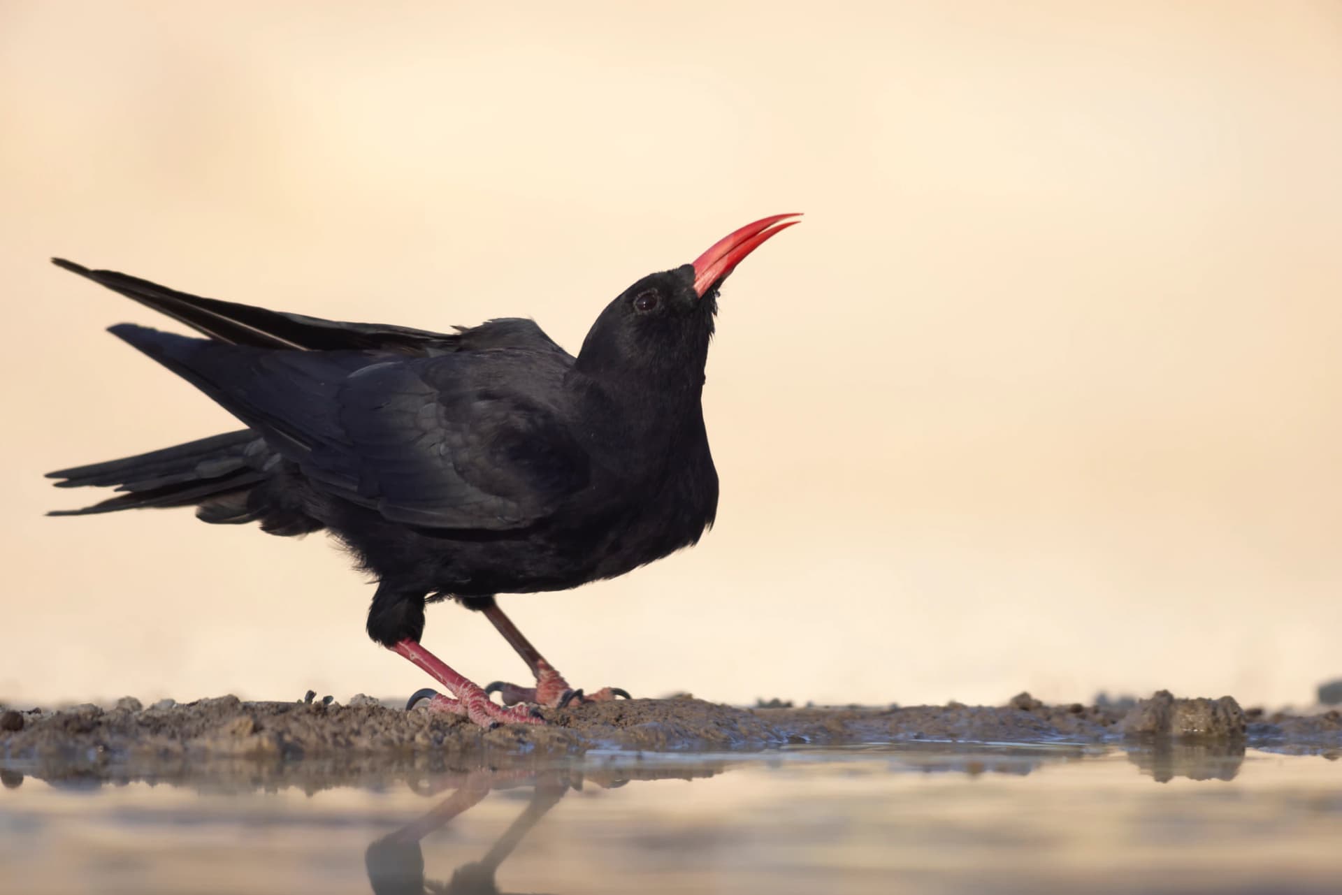 Chova piquirroja al atardecer en la orilla de una charca