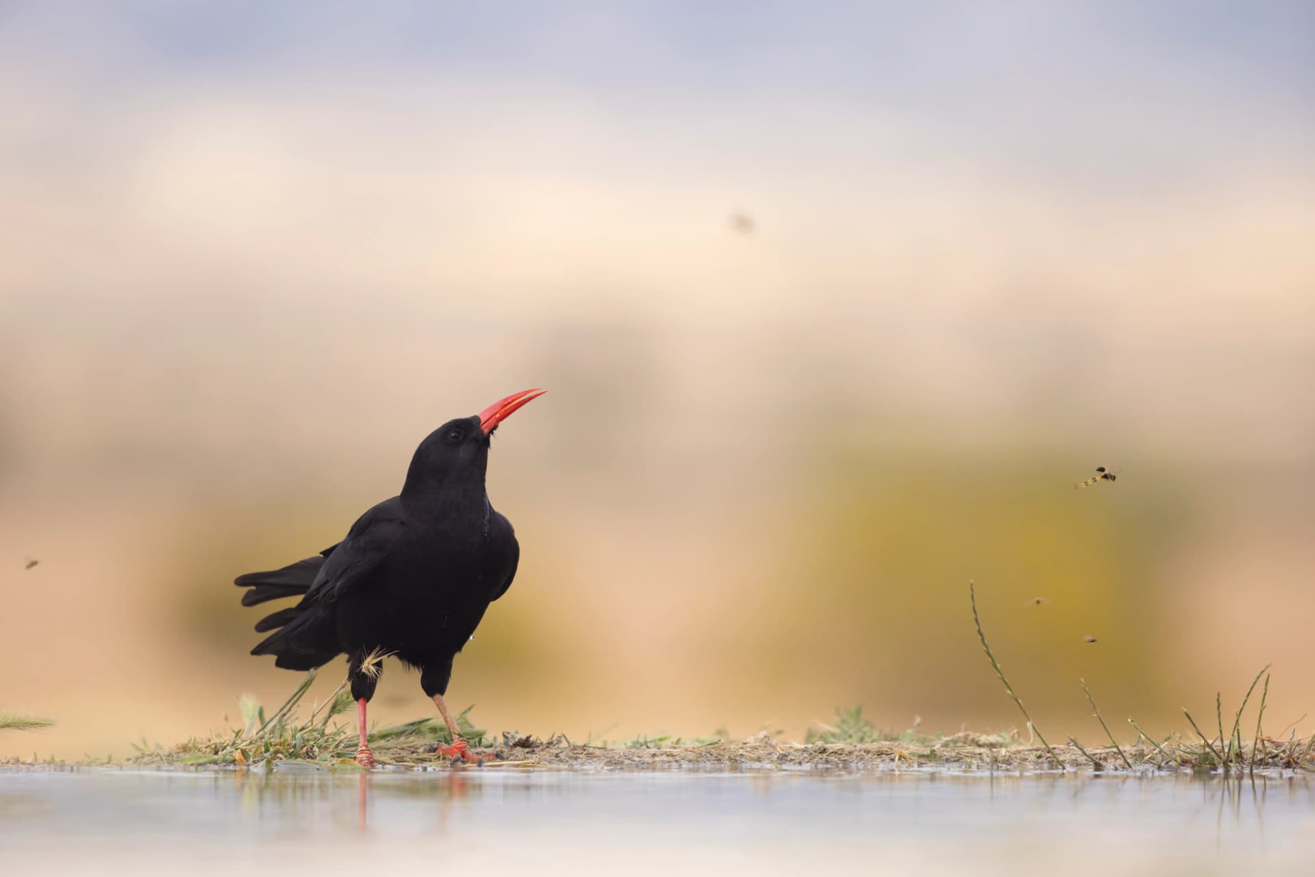 Chova piquirroja, al atardecer, en la orilla de una charca