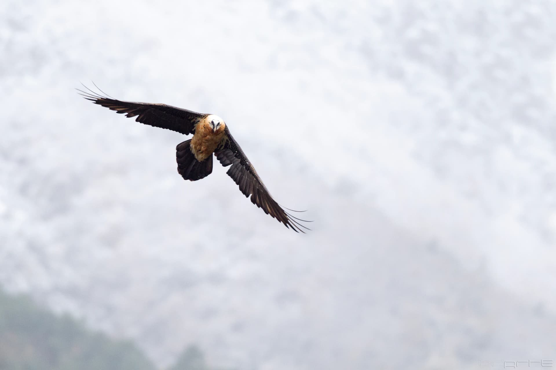 Quebrantahuesos volando entre las montañas nevadas del Pirineo