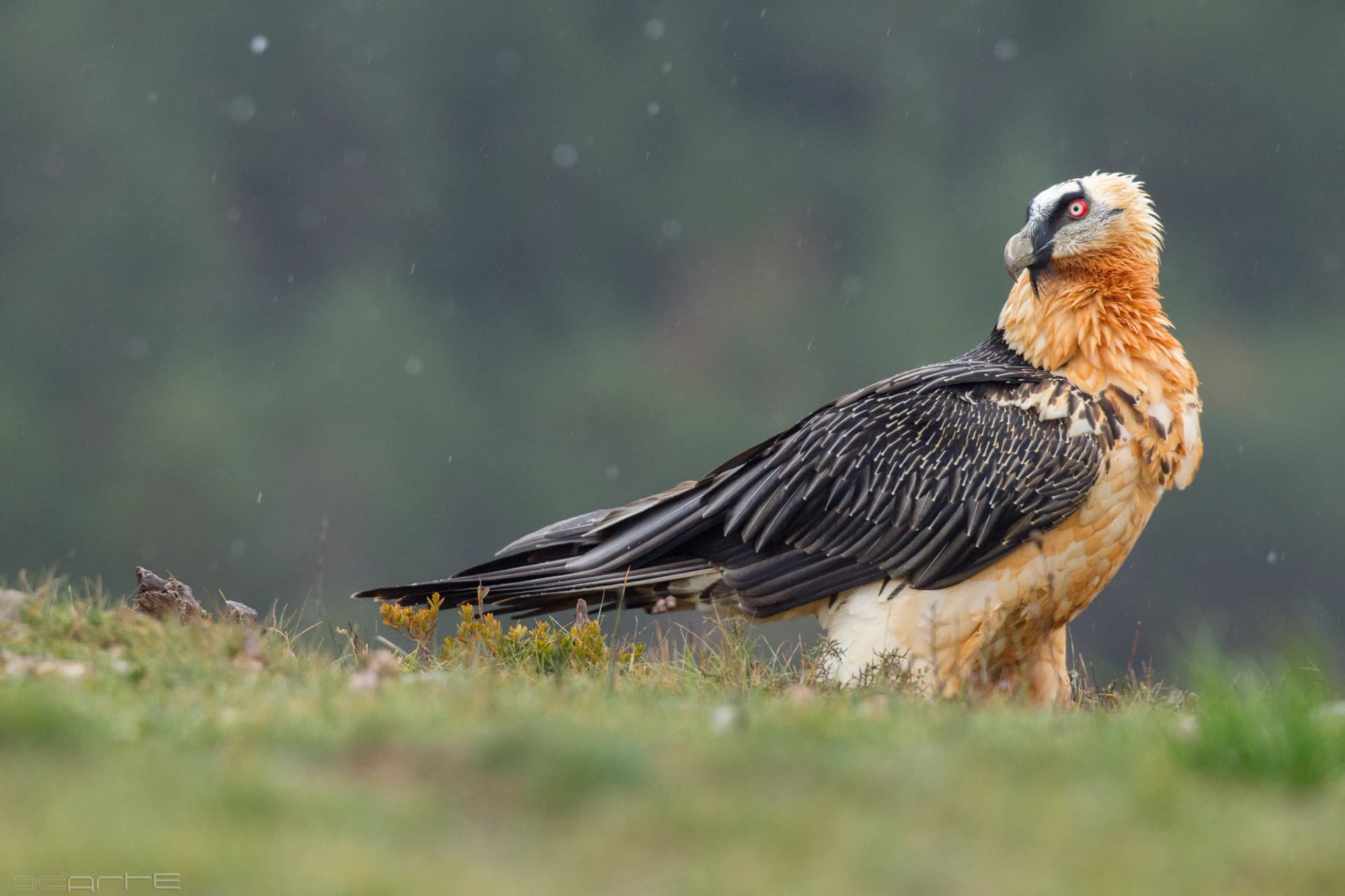 Quebrantahuesos posado en un prado antes un bosque del Pirineo