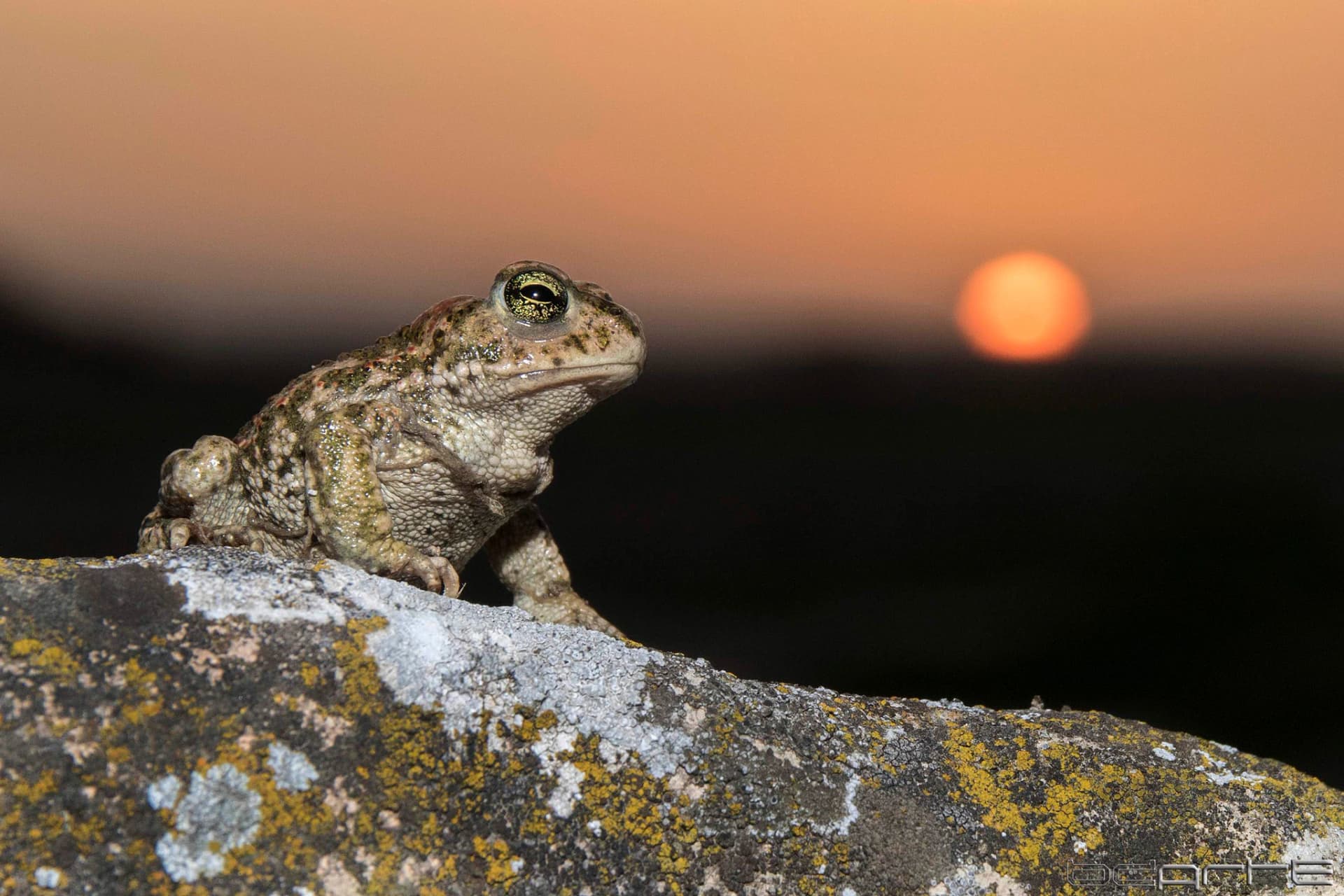 Sapo corredor en una piedra con líquenes ante la puesta de sol