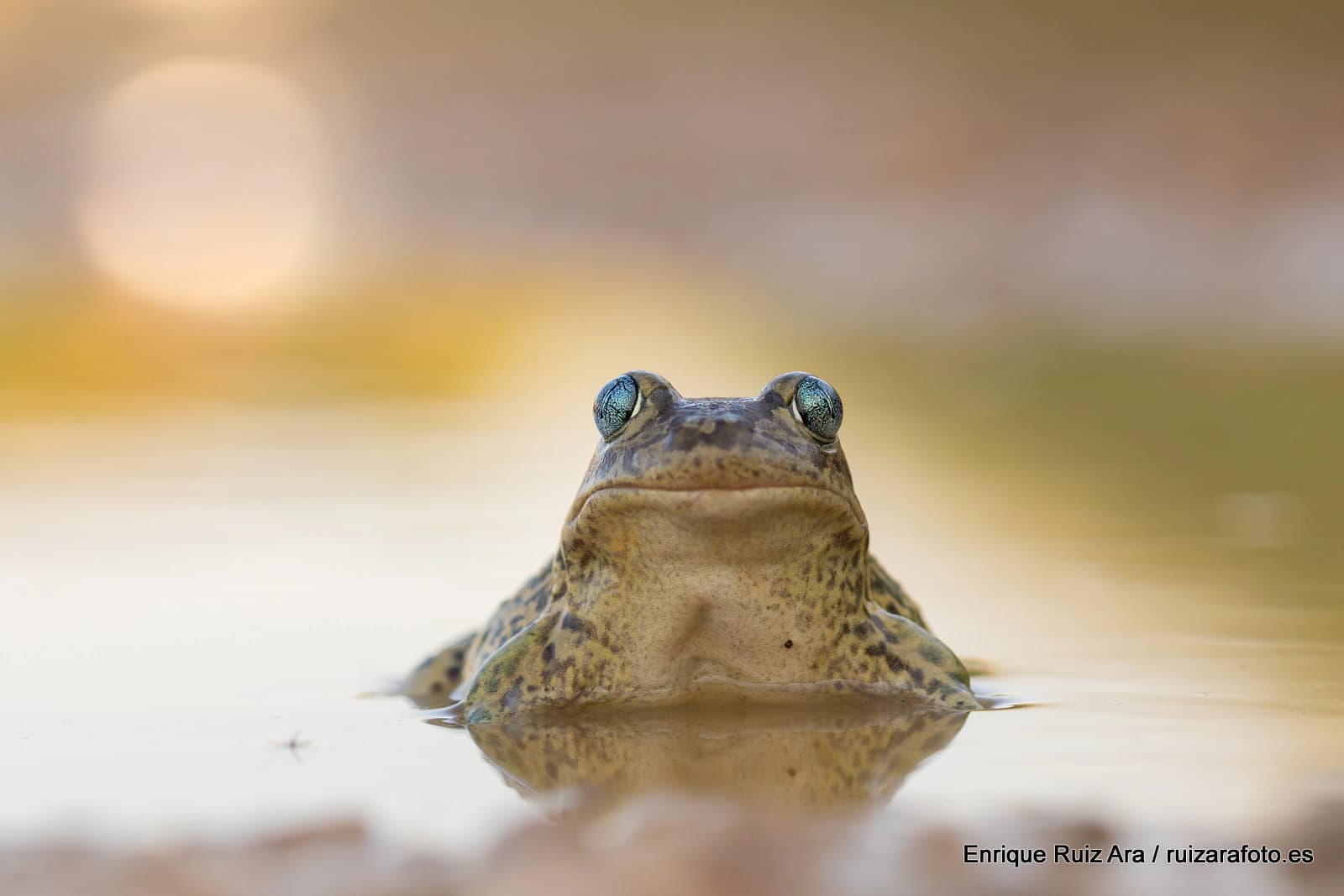 Sapo de espuelas en una charca ante el reflejo de las últimas luces