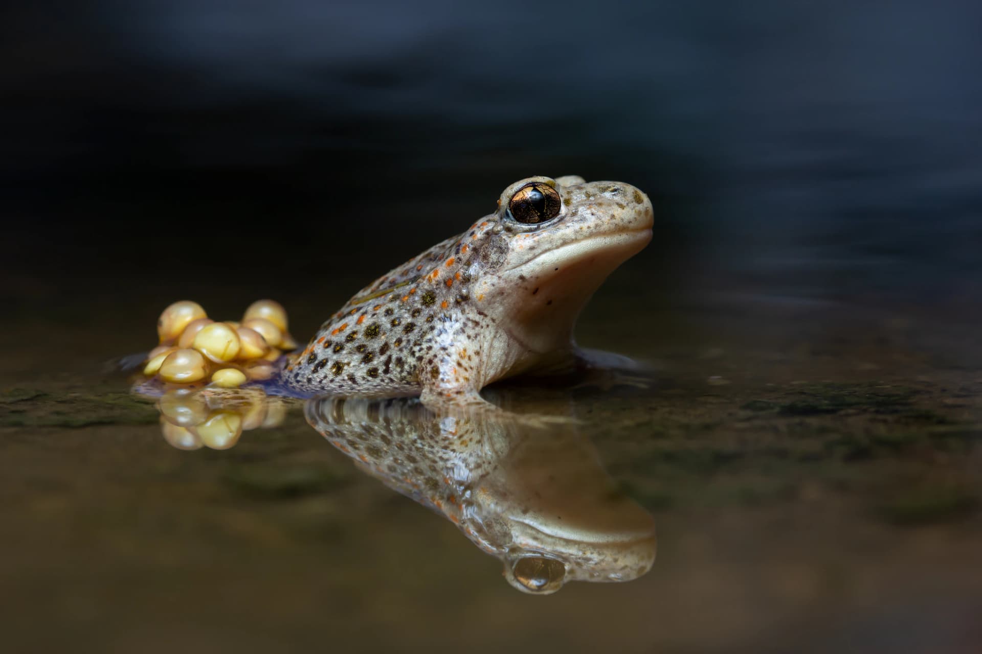 Sapo partero portando huevos durante la noche en una charca