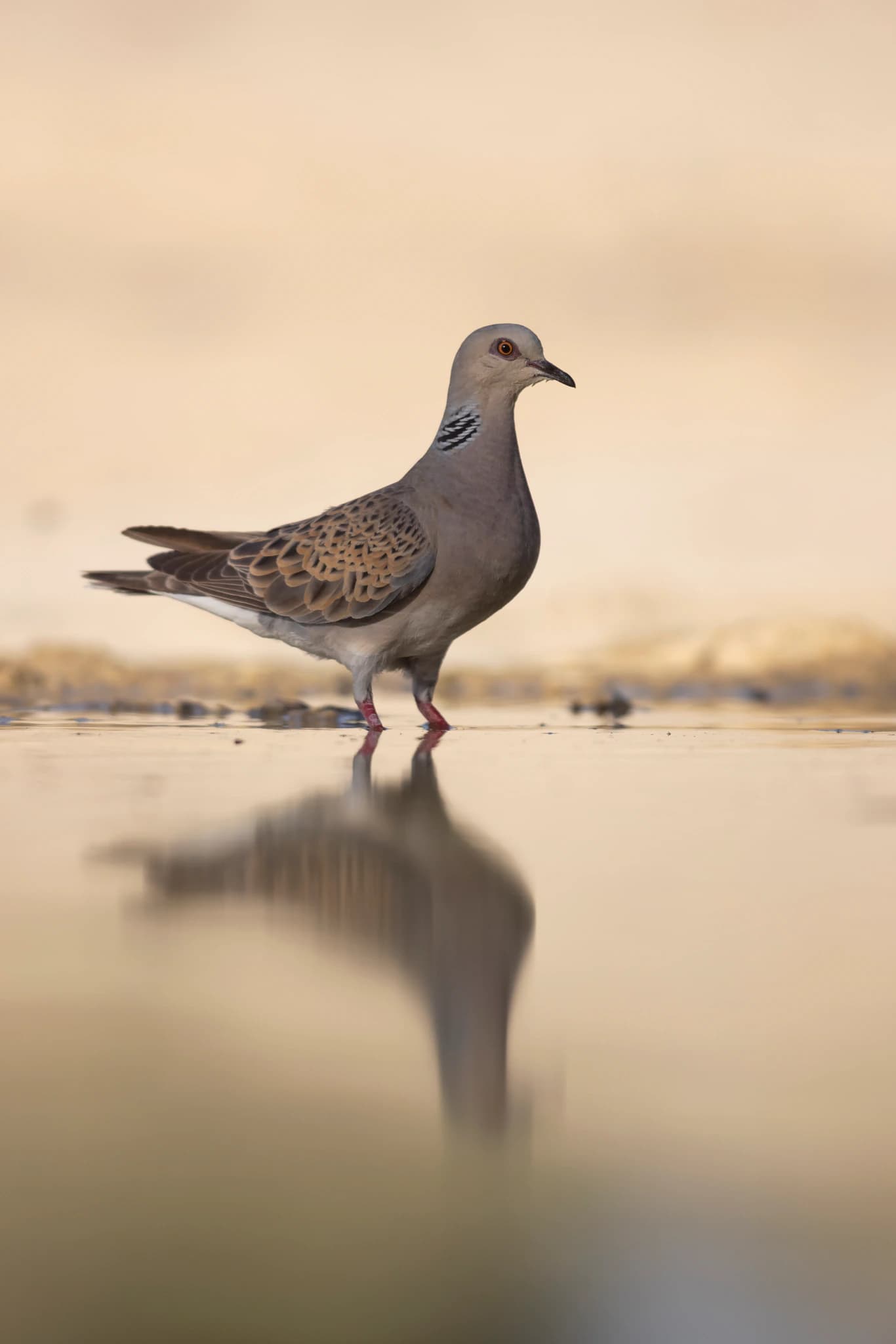 Tórtola europea en una charca al atadecer