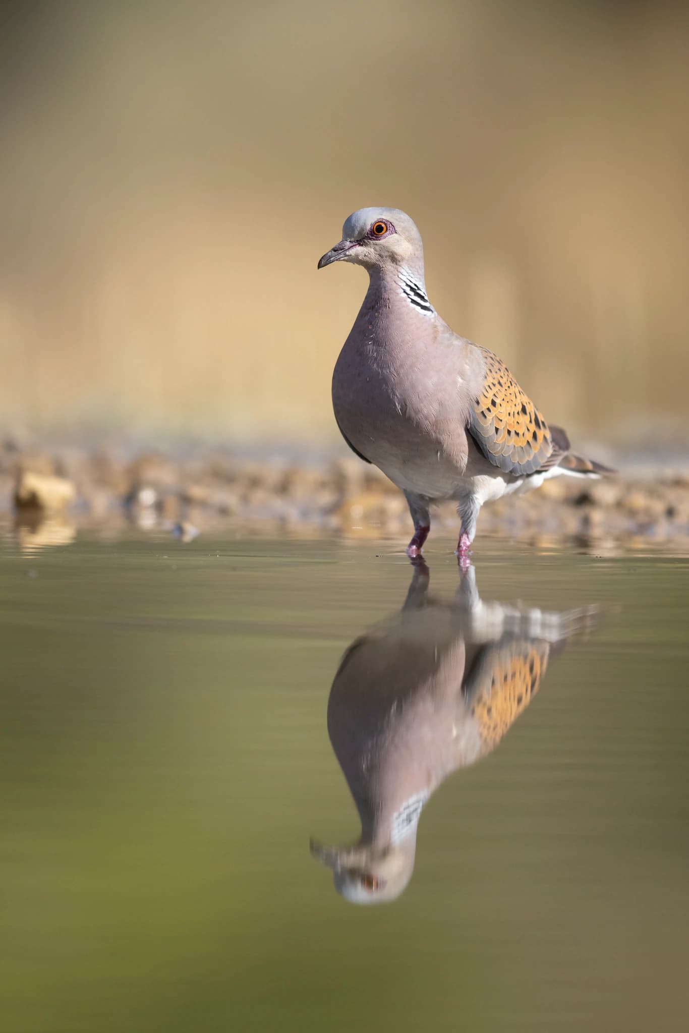 Tórtola europea y su reflejo en una charca
