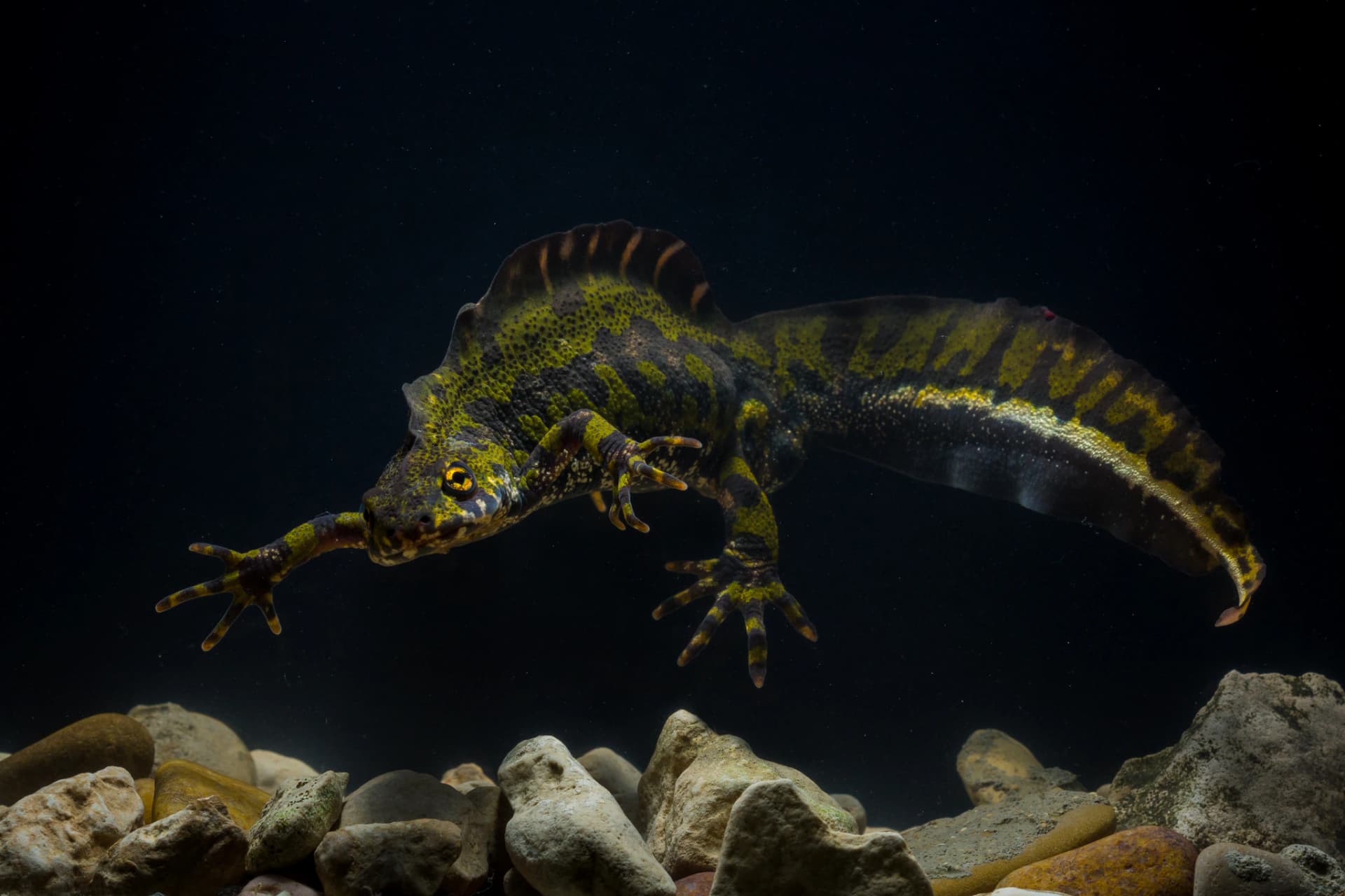 Tritón jaspeado durante la noche bajo el agua
