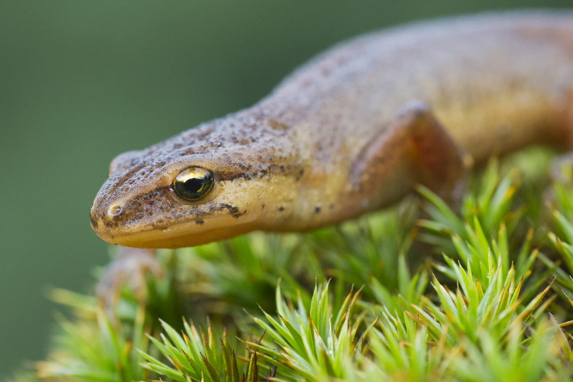 tritón palmeado